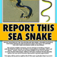 Image for article titled Venomous sea snakes are washing up in California for the first time in 35 years